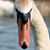 Colleen Calisti's profile image