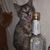 Louise Anne Bissonnette's profile image