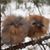Vicki Morrison Waldron-Thompson's profile image