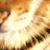 Gale Gross's profile image