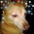 Lindy Echevarria Pina's profile image