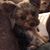 Rebecca Schumann's profile image