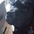 Nicole M. Whalen's profile image
