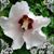 Shelley Ann Whitmer Bailey's profile image