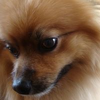 Trish Osepian Hastings's profile image