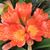 Tracy Biggs's profile image