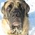 Hal Mastiff's profile image