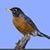 Robyn Jones's profile image