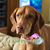 Noreen Sdoia's profile image