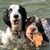 Suzette Owen's profile image