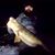 Justin Dombrowski's profile image