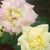 Becki Ashley Hall's profile image