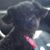 Rella Ann Steele's profile image