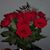 Alicia Thompson Lane's profile image
