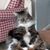 Sue Roudebush's profile image