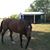 Dana Herrington's profile image