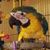 G Ann Pastorek's profile image