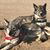 Bodhi Morgan's profile image