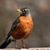 Robin N Ronnie Walker's profile image