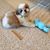 Valerie Polgar's profile image