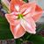 Trischelle Van Winkle's profile image