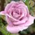 Tammy Quibodeaux Tommasi's profile image