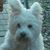 Amy Harrison's profile image