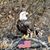 Joni Fogle's profile image