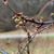 Buddy LeTendre's profile image