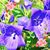 Elsa Suguitan Madamba's profile image