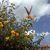 Debbe Petersen-Bircher's profile image