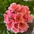 Laura Prud'homme Brodeur's profile image