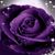 Jenny McGuire's profile image