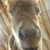 James Howell's profile image