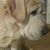 Carrie Howdyshell Shymanski's profile image