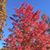 Linda Brill Gerringer's profile image