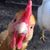 Jane Schwarz's profile image