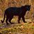 Wasi Zeeshan's profile image