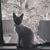 Elizabeth Tipton's profile image