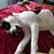 Suzannah Lynn Hemenway's profile image