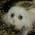 Peter Chin's profile image