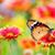 Lilia Neves's profile image