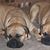 Carol White's profile image