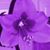 Sharon Brong-Apgar's profile image