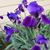 Mary Lee Jenkins's profile image