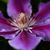 Laurie Minette Bense's profile image