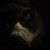 Orin Johnsten's profile image