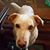Dreamrunner Nosek's profile image
