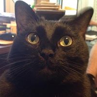 Kristen Bays's profile image