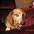 Shelley Robinson-Dixon's profile image
